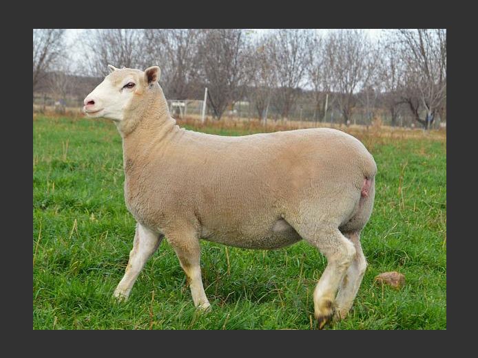 WG 250061 | WILGERSTROOM BOERDERY