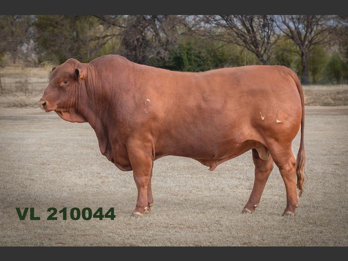 VL 210044 | T.D.J. VLOTMAN