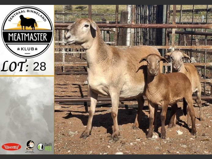 Ooie | Volstoom Meatmasters