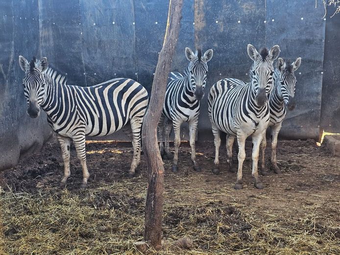 ZEBRA | BIRKEN VERVOER