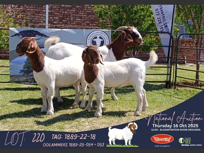 1889-22-0018 | Francois Smith (Kameeldoring Boerbokstoet)
