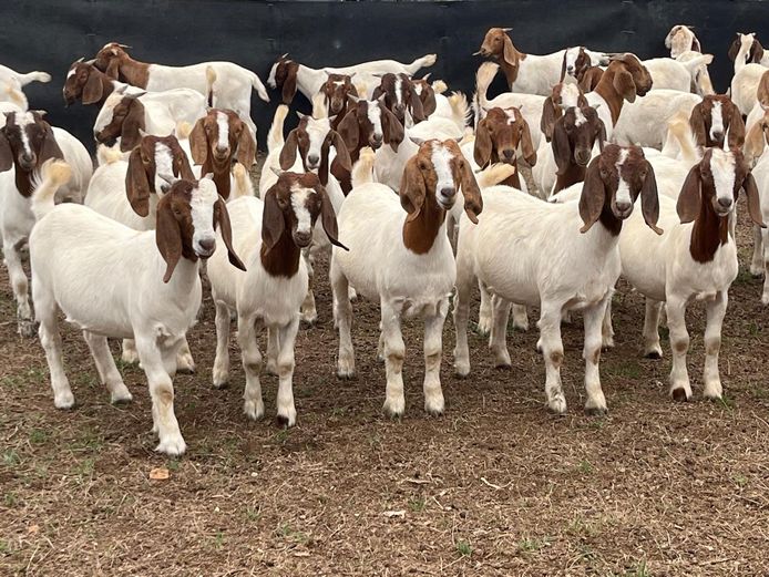 Boergoat Maiden Ewe Kids