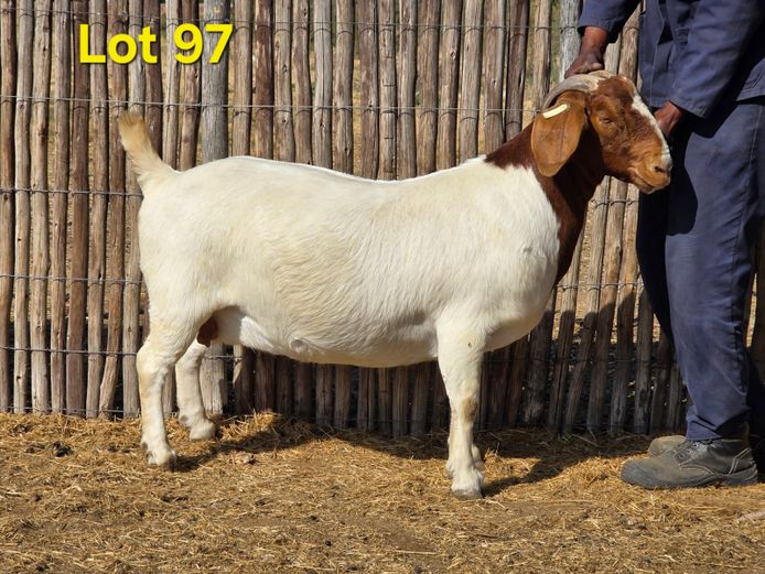 22.01 | Charl Baard Boerbokke