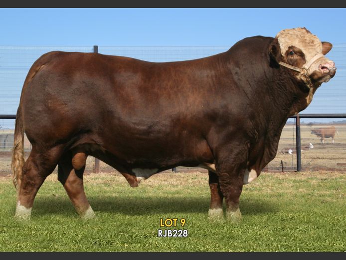 RJB228