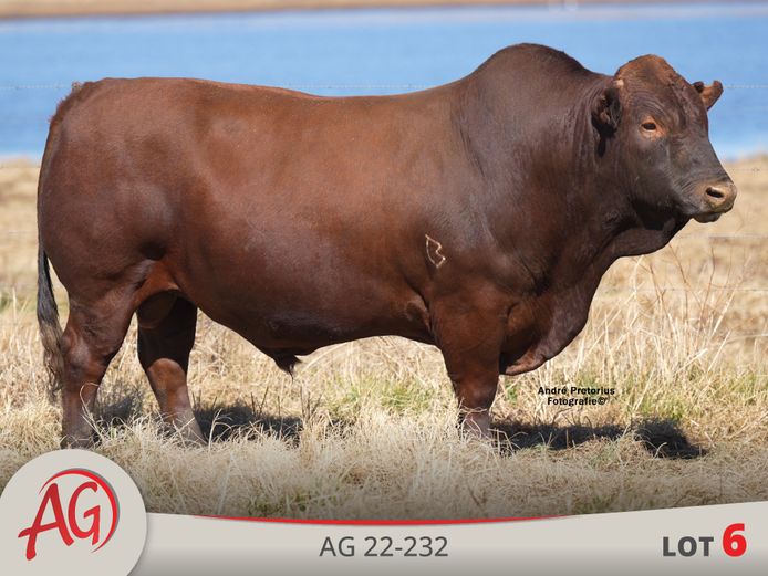 AG220232 HH(c) | ARTHUR DE VILLIERS & SEUN
