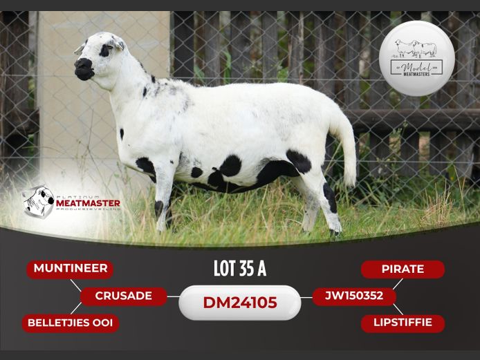 DM 24-0105 | Model Meatmasters