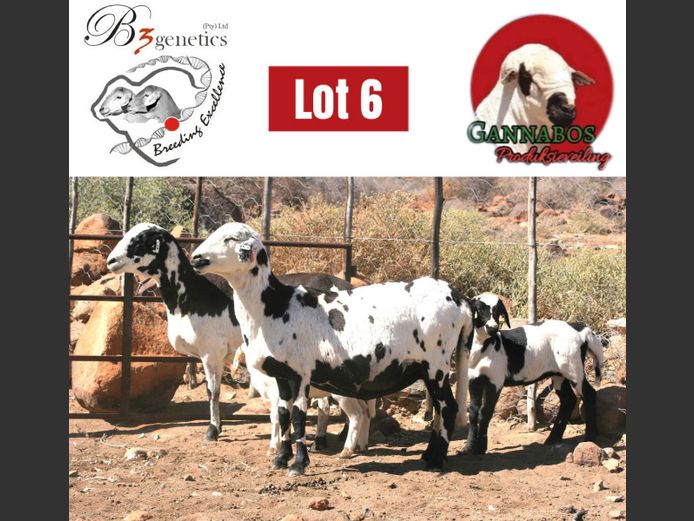 BBB22-0003 | B3genetics Pty Ltd