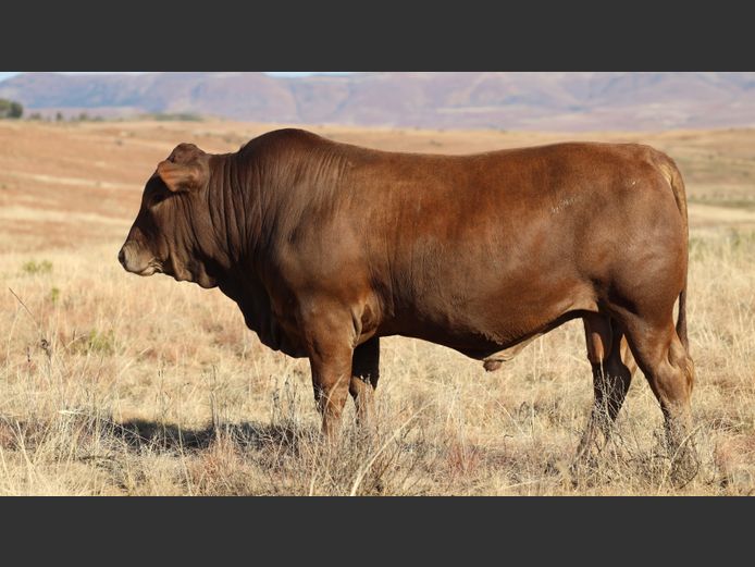 HBH 230093 | CLARK CATTLE COMPANY PTY LTD