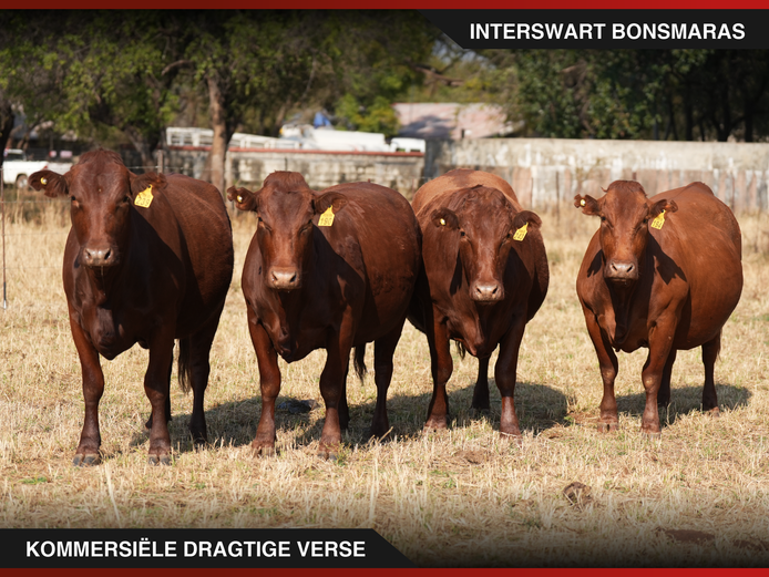 Commercial Animals | Interswart