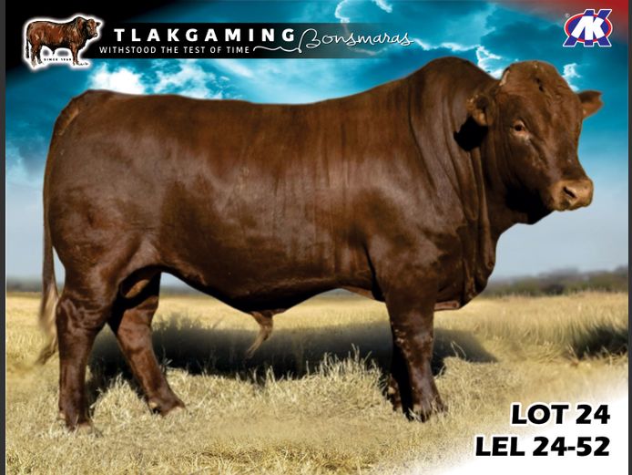 LEL240052 | LEE & SON