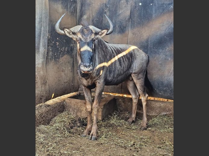 BLUE WILDEBEEST | UNICO PROJECTS