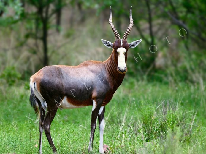 BLESBUCK TROPHY RAMS | INYATHI