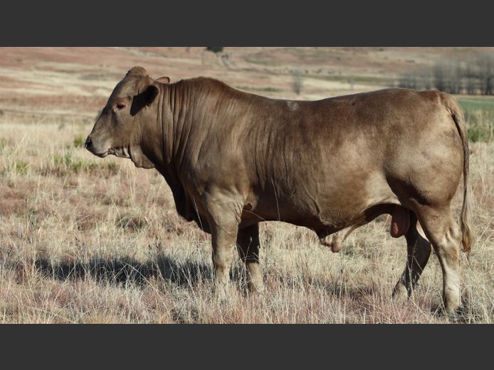 HBH 230012 | CLARK CATTLE COMPANY PTY LTD