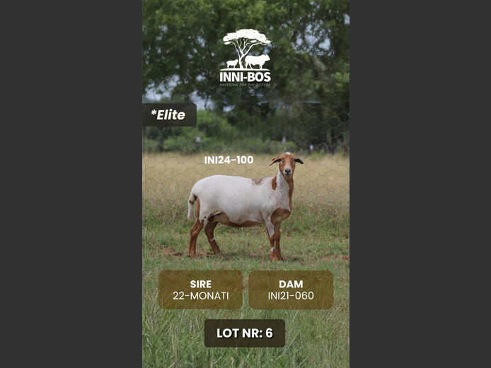 INI24-100 *Elite