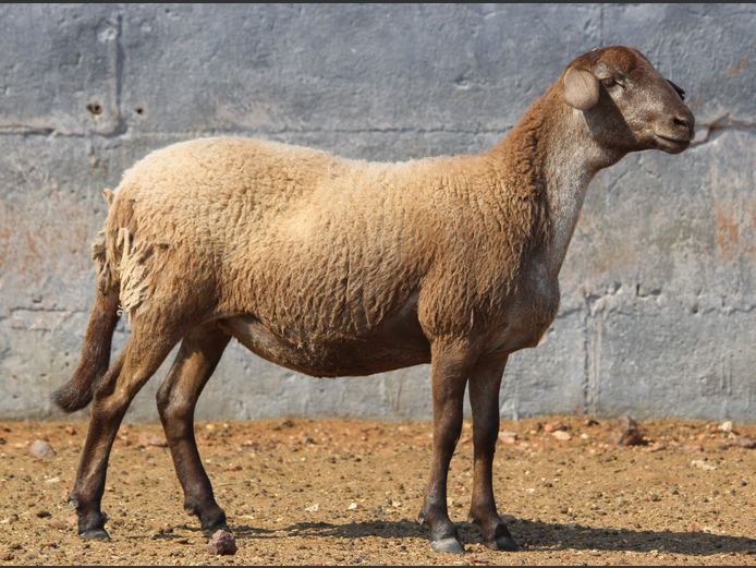 CRL 24.673 | Riaan Liebenberg - Hanri Meatmasters