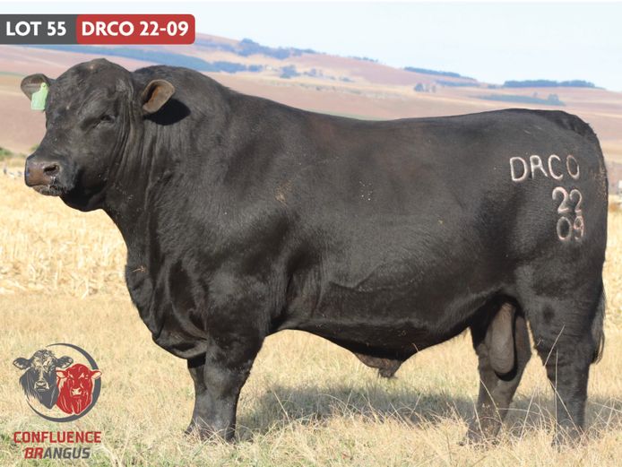 DRCO220009 | MASIZAKHE FARMING CC