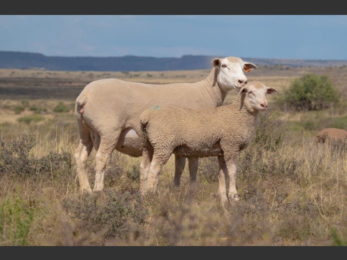 DZ 240360 | 2 STEYNS BOERDERY