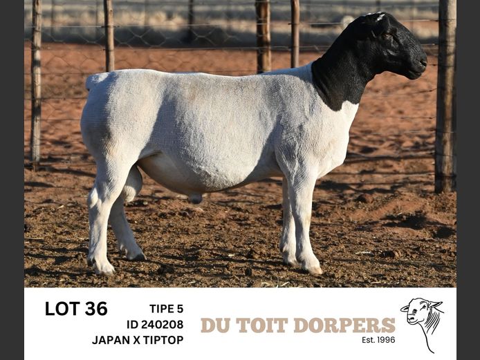 240208 | DU TOIT DORPERS