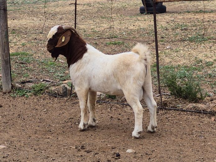 24004 | Biggs Boer Goats
