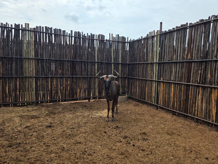 BLOUWILDEBEES | HANLEY