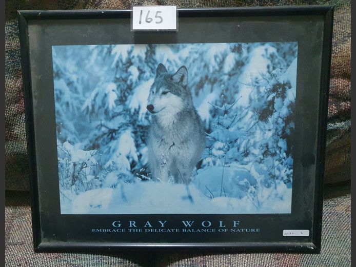 FRAMED PRINT "GRAY WOLF"