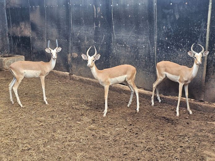 WHITE FLANK ROOIBOK | SAMPIE VAN DEVENTER