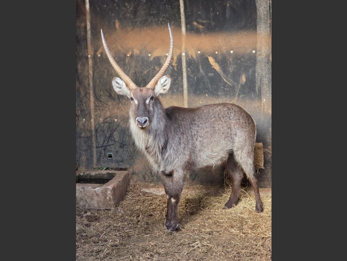 WATERBOK | IMPISI SAFARIS