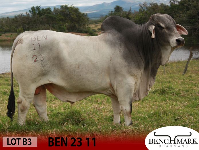 BEN2311 | NO 8 CATTLE COMPANY (PTY) LTD