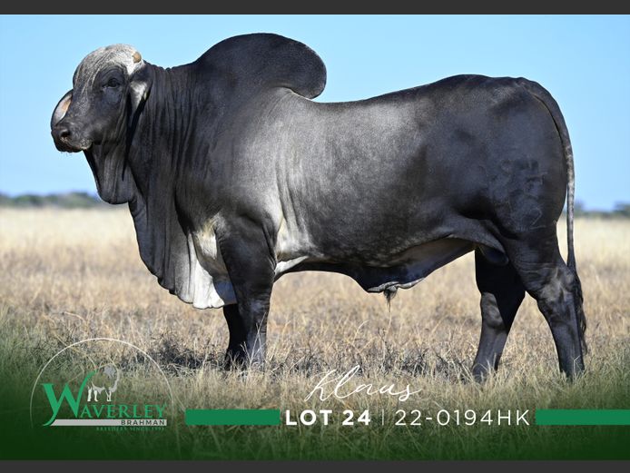 22-0194HK | WAVERLEY BRAHMAN
