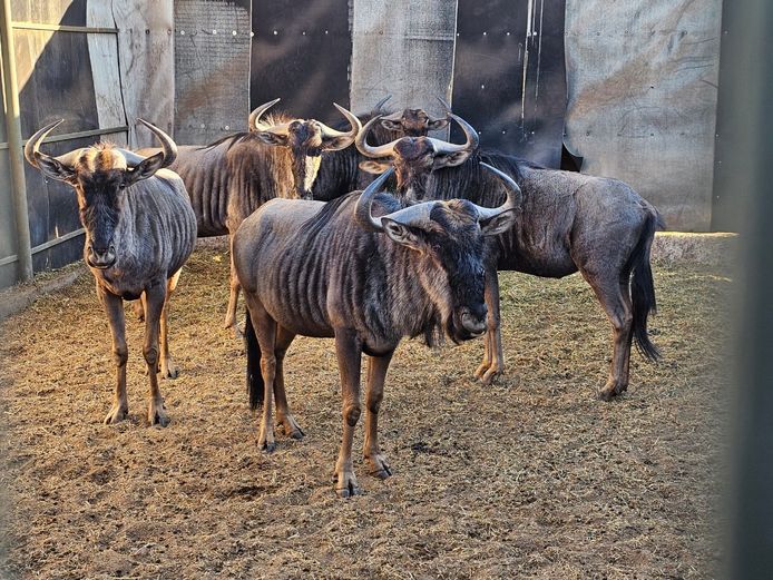 BLUE WILDEBEEST | ZEBULA