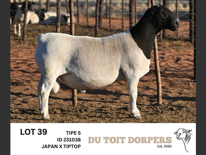 231038 | DU TOIT DORPERS