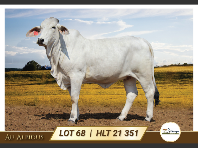 HLT21351 | TERBLANCHE LS