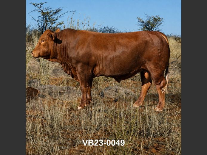 23-0049VB | VLEISBLOK BEEFMASTERS