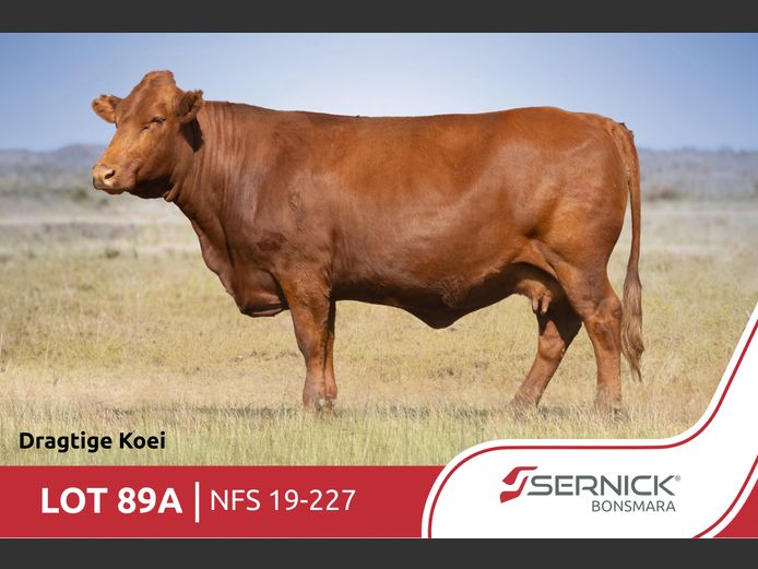 NFS 190227 | SERNICK BONSMARA STOET
