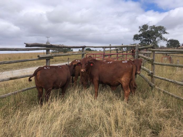 5 RED HEIFERS