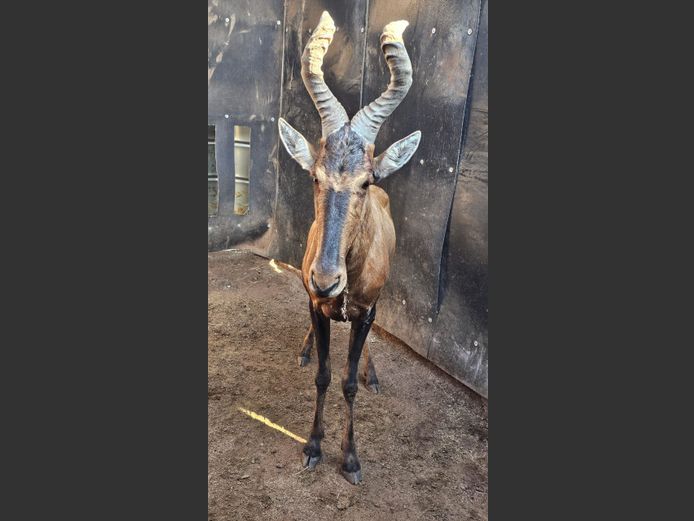 REDHARTEBEEST | HELICON