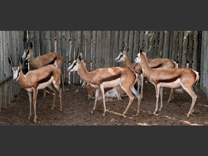Kalahari Springbok Ooie