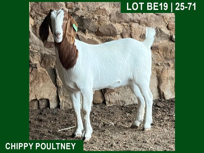 25-71 | Chippy Poultney