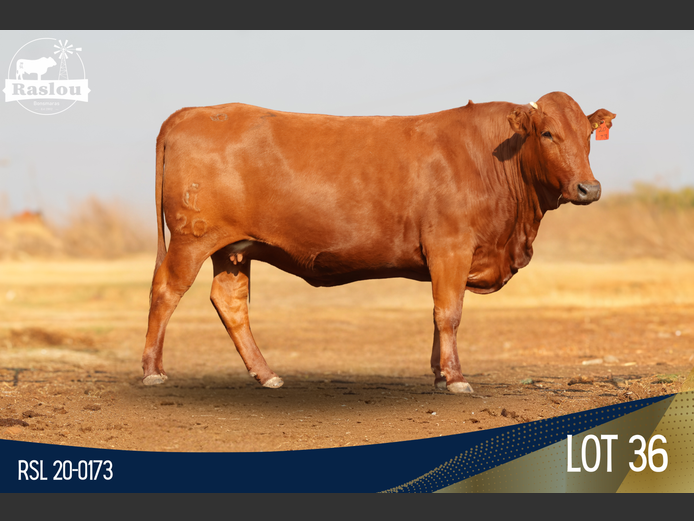 RSL 200173 | RASLOU BONSMARAS