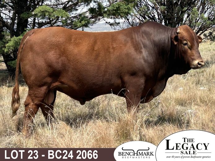 BC242066 | NO 8 CATTLE CO (PTY) LTD