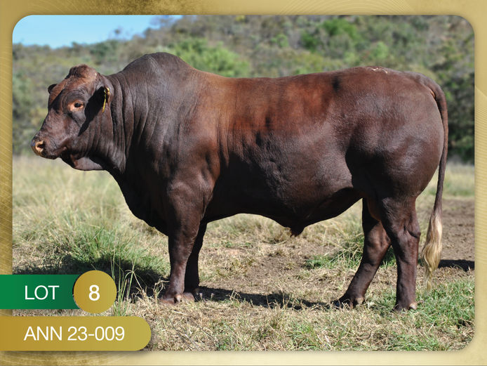 ANN 230009 | ANNANDALE BONSMARAS