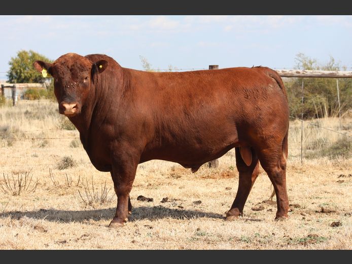 BBB2362 | TRIO B BOERDERY