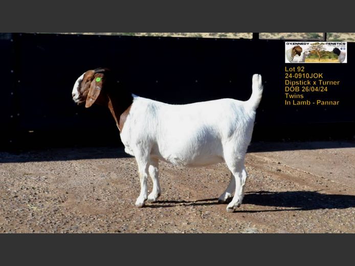 24-0910JOK | O'KENNEDY GENETICS