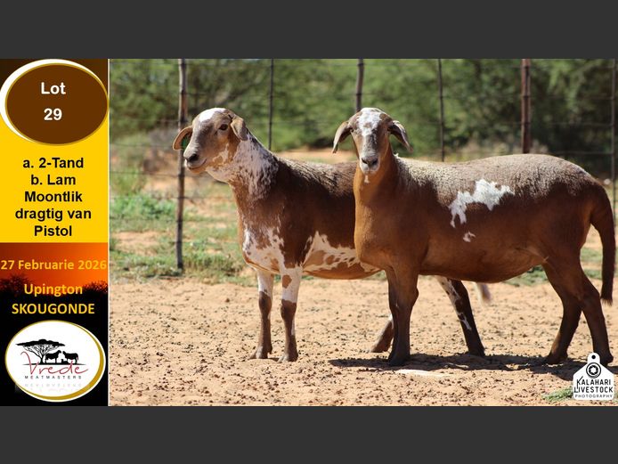 PS 29A | Peter & Christia Scholtz - Vrede Meatmasters