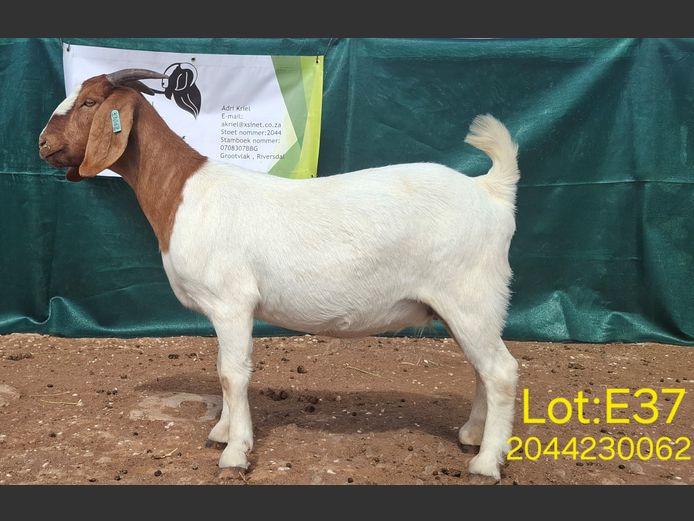 23062 | Grootvlak Boerbokke