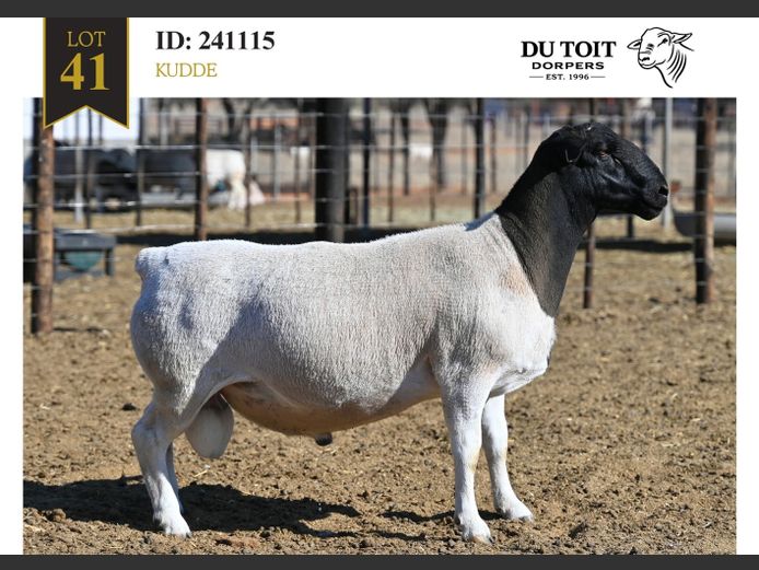 241115 | DU TOIT DORPERS