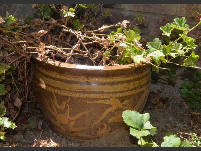 GLAZED CERAMIC PLANTER WITH PLANT, 37cm Daimeter x 30cm High