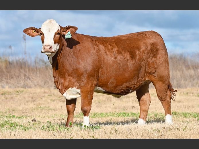 VBG2441 | VLEISBERG BOERDERY