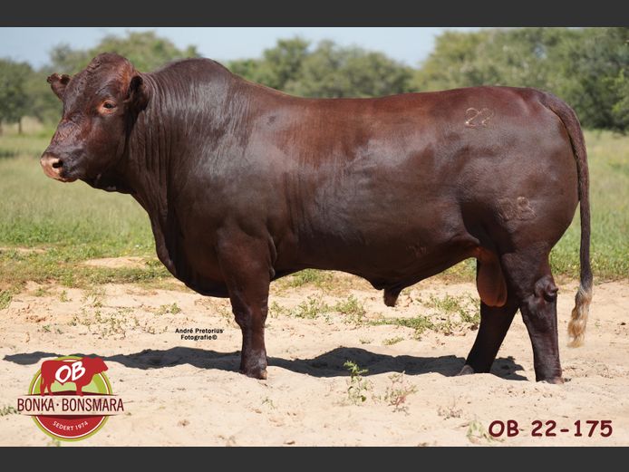 OB  220175 | BONKA BONSMARA (PTY) LTD