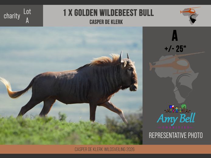 CHARITY LOT | Golden Wildebeest (+- 25") 